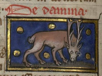 Doe with antlers
