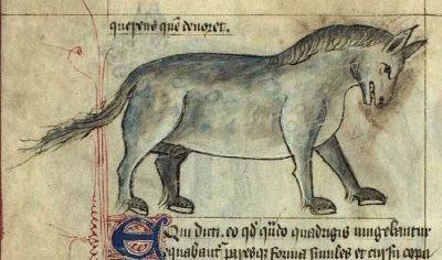 Fierce male horse