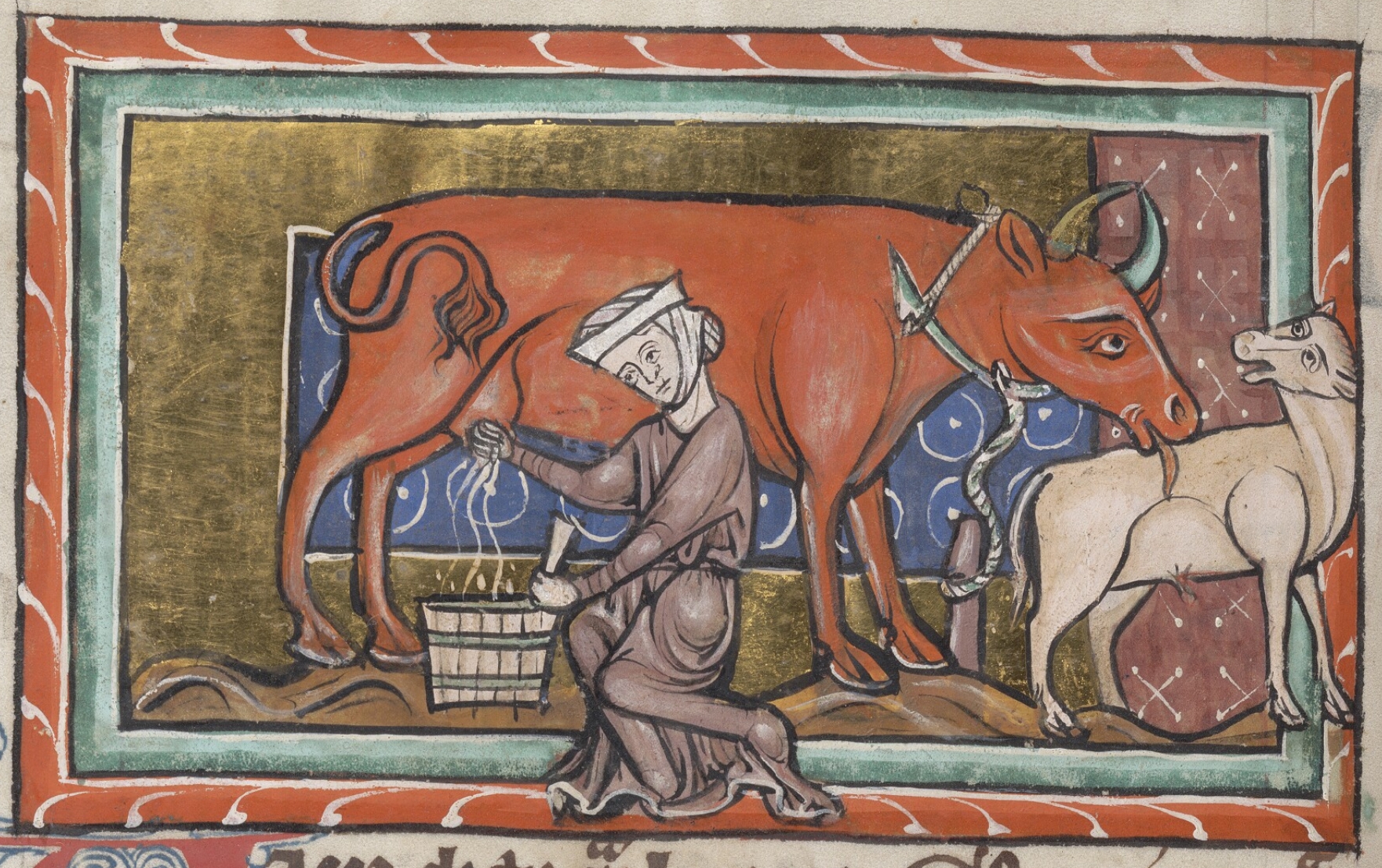 Roman Cow Medieval Bestiary : Beasts : Cow