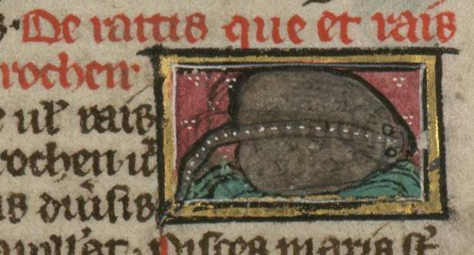 Medieval Bestiary : Beasts : Ray