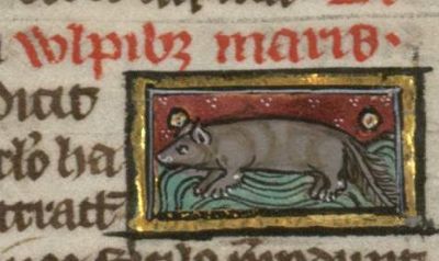 Sea-fox as a four-footed mammal