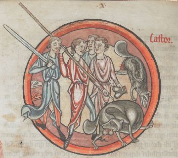 Beaver castrating itself